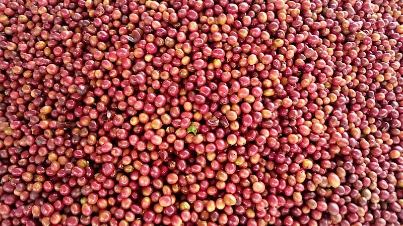 Kirehe: Abahinga kawa basaba ko inganda zibagurira zajya zibishyura ku gihe