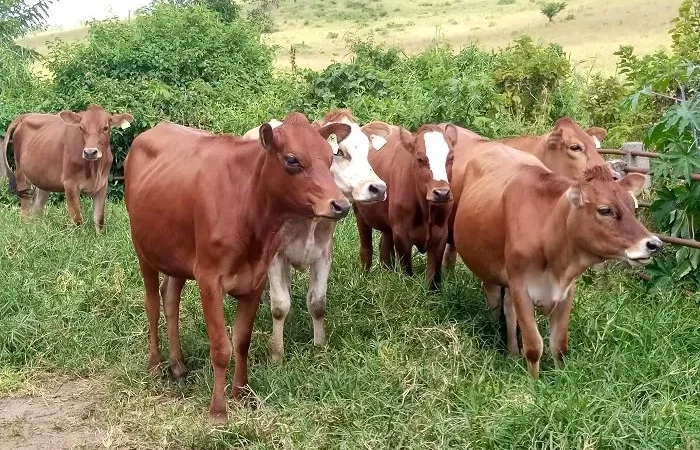 Mu Rwanda, Inka Zirenga 100 Zimaze Kwibwa Mu Mezi 3